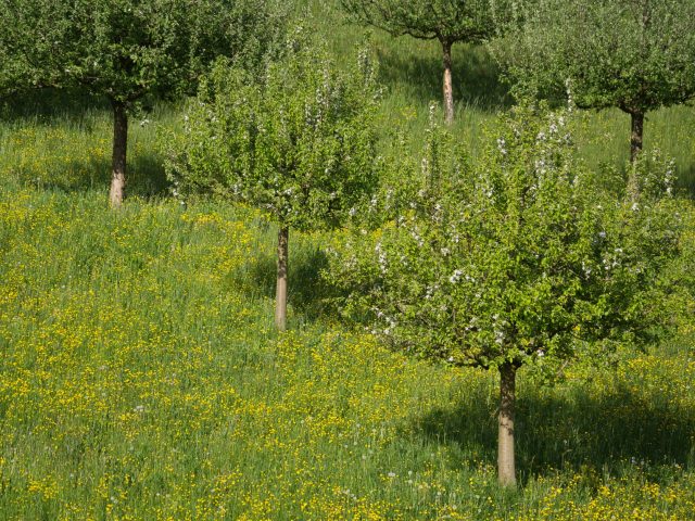 Astuce pour gérer les allergies saisonnières efficacement