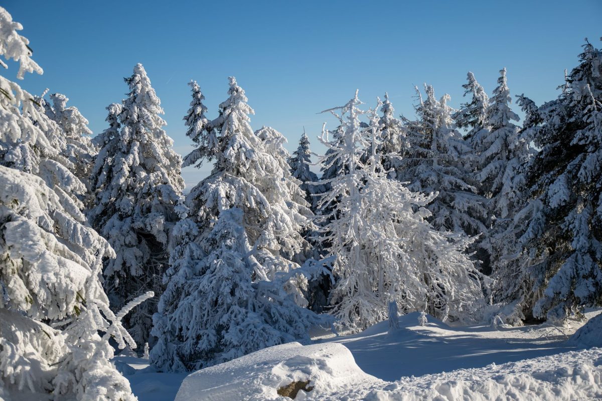 Se préparer aux allergies saisonnières de l&rsquo;hiver
