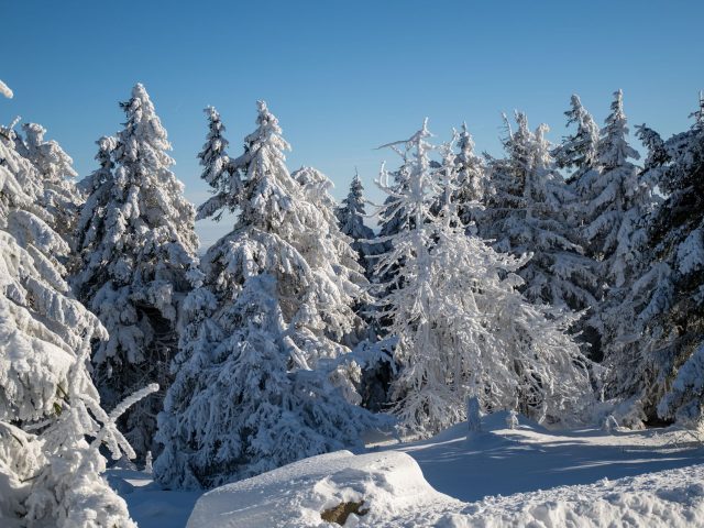 Se préparer aux allergies saisonnières de l&rsquo;hiver