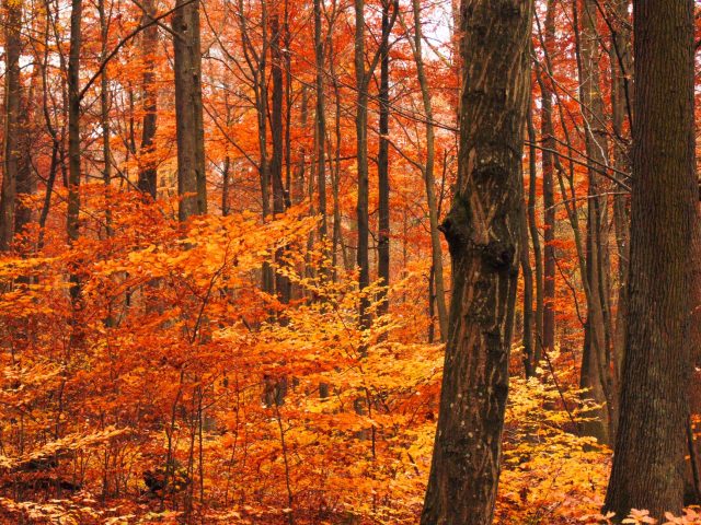 Préparer son corps aux allergies saisonnières d’automne