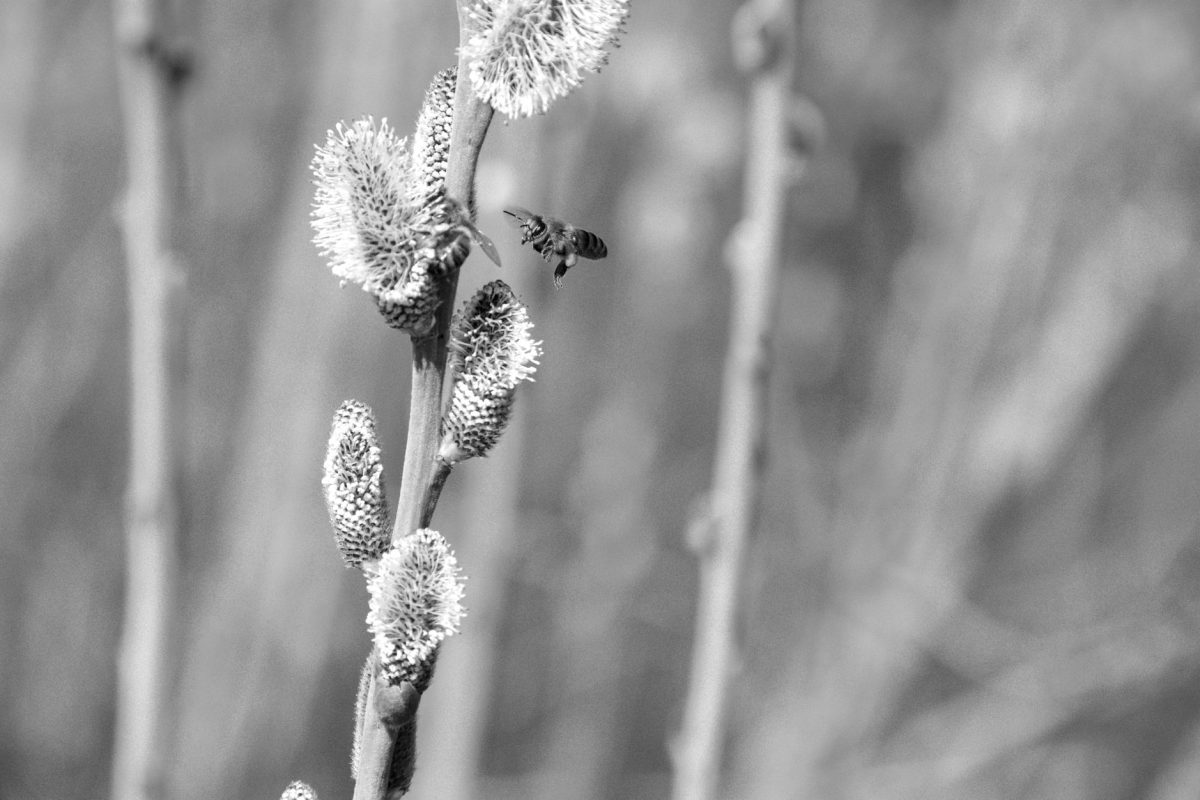 Anticipez les allergies saisonnières avec des astuces simples