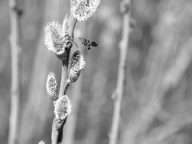 Anticipez les allergies saisonnières avec des astuces simples